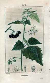 Morelle (Black Nightshade), Pl.239