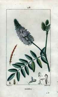 Galega (Galega; Goat’s Rue), Pl. 176