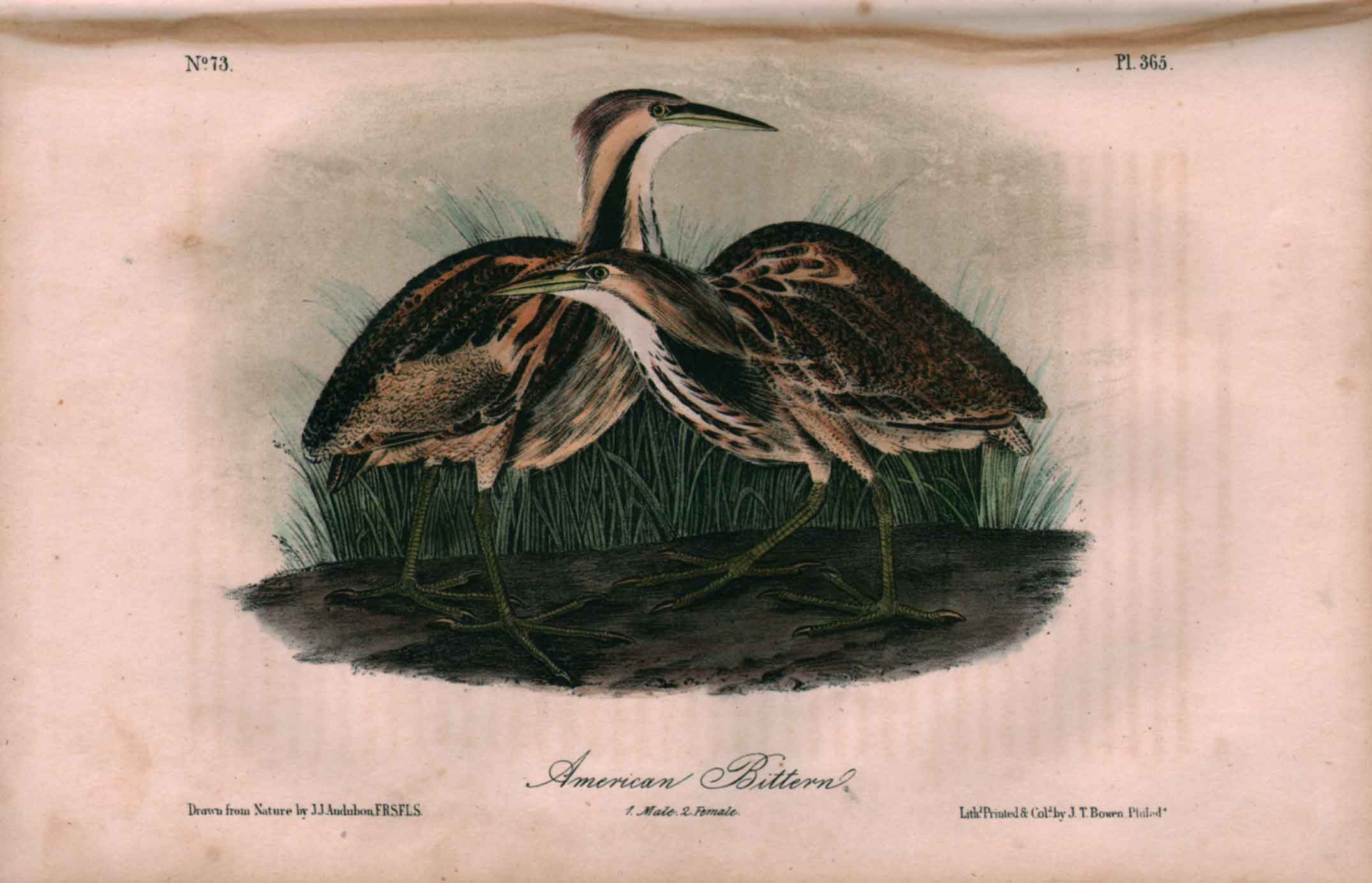 American Bittern, No. 73, Pl. 365