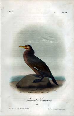 Townsend’s Cormorant, No. 84, Pl. 418