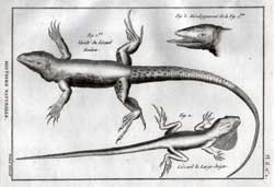 Variete du Lezard Ameiva; Developpement de la Fig 1.; Lezard le Large-doigts.