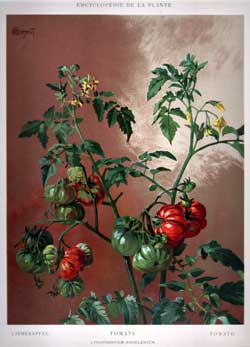 Tomate Tomato Lycopersicum Esculentum