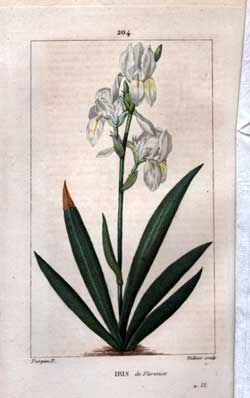 Iris de Florence pg. 204