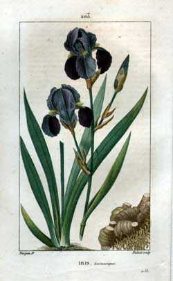 Iris Germanique pg. 203