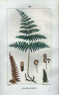 Fougere-Femelle, Pl. 168 (Female Fern)