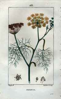 Fenouil, Pl. 163 (Fennel)