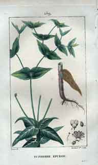 Euphorbe Epurge, Pl. 159 (Spurge)