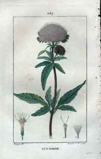 Eupatoire, Pl. 157 (Hemp-Agrimony)