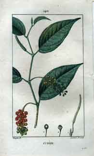 Cubebe, Pl.140 (Cubebs-Shrub)