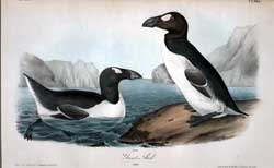 Great Auk.  Adult.