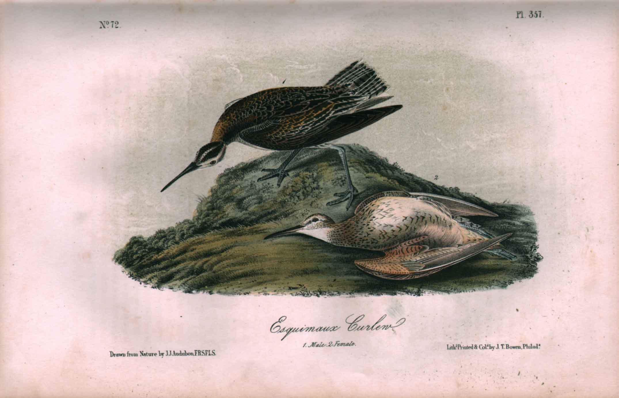 Esquimaux Curlew, No. 72, Pl. 357